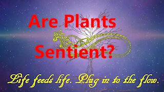 Are Plants Sentient?