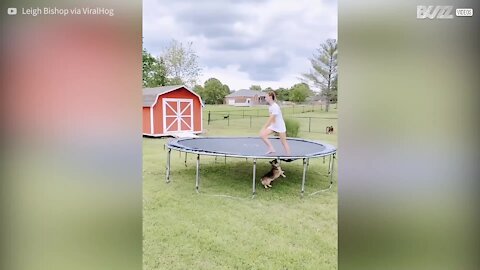 Ce chien ne comprend pas le concept du trampoline