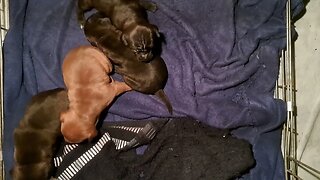 baby update OBI2023 BABY PATTERDALETERRIERS day17 bull&terrier BSL puppies pups puppy dogs litter