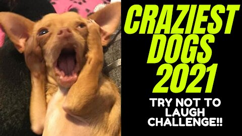 STUNNIGLY CRAZIEST DOGS 2021- WATCH AT YOUR OWN RISK!!!