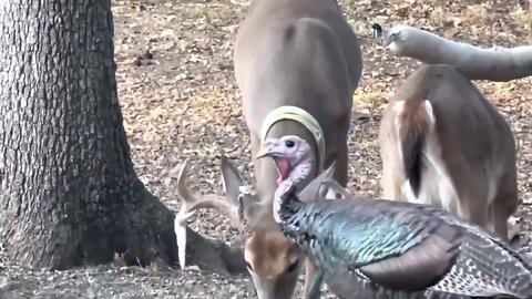 Watching Giant Deer Antlers Grow! October 1st-8