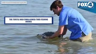 CROW releases two recovered sea turtles in Collier County