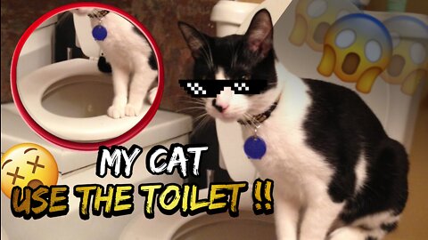 How to teach your cat to use the bathroom