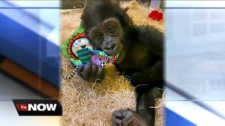 Baby gorilla at Milwaukee County Zoo to be moved to different zoo after losing both parents