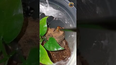 P. regius "Regal Jumping Spider" Hunting #shorts #short