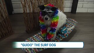 Foothills Animal Shelter- Guido The Surf Dog at Toby's Pet Parade