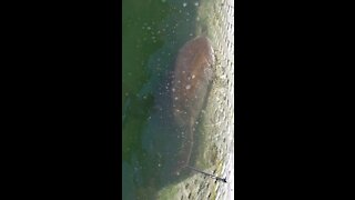 Shark feeding in Key West