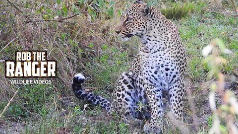 Territorial Leopard Searching For Intruder | Maasai Mara Safari | Zebra Plains