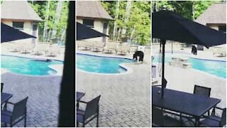 Un orso invade la piscina di casa