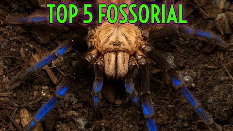 TOP 5 Fossorial Tarantulas - Spiders Underground