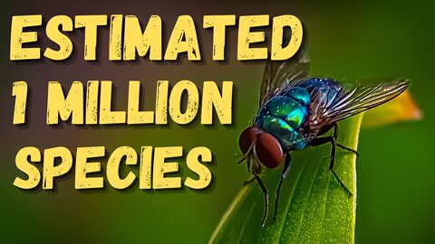 Quick Facts About Flies