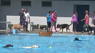 Dogs take over the pool at the Natatorium in the Boise tradition