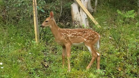 Young Fawn Exploring