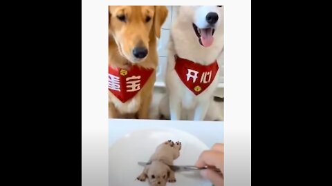 Hilarious Lab and Husky Reaction