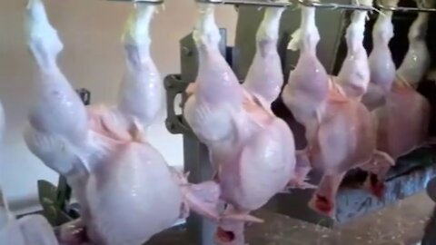 Amazing Modern fully automatic poultry farm Processing Line - Automatic Poultry Farming System
