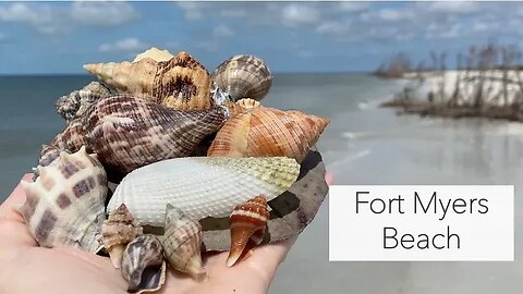 Finding shells after a storm. Hurricane Idalia brought the shells and some!