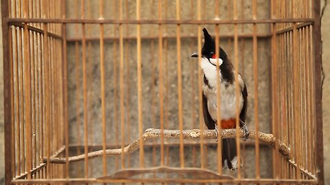 Red-whiskered Bulbul Bird Singing in the First Year