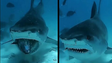 Angry shark Eaten Fish in one Bite