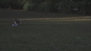 Cute Dog Waits For His Owner To Pick Up A Frisbee