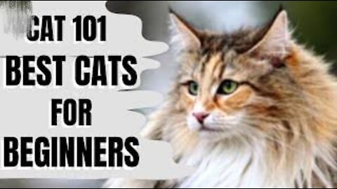 Cats 101 Best and Beautiful Cats for Beginners 1