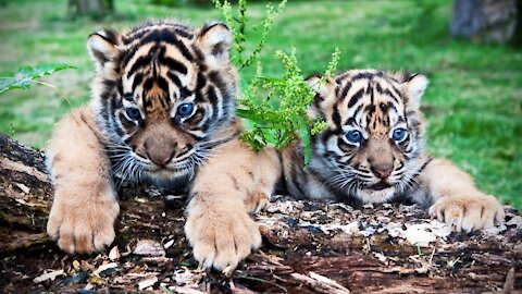 Tiger cubs playing [ Brazilian Zoo ]