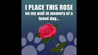 I place this rose [GMG Originals]