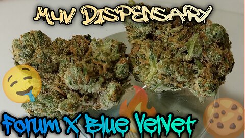 #108 Forum x Blue Velvet (Official Product Video Review)Muv Dispensary Product