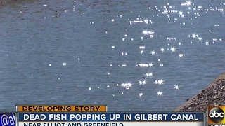 Why? Dead fish showing up in Gilbert canal