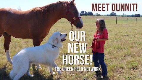 Our New Horse Arrives: Dunnit, Farm Tour, Barn Delivery! THE GREENFIELD NETWORK