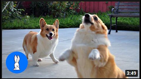 Corgi Are The Best - CUTEST Compilations
