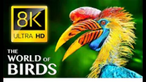 The World Of Birds in 8k ULTRA HD