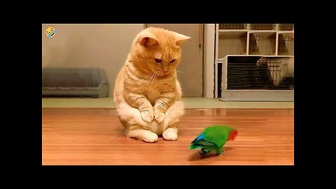 FUNNY ANIMALS 😅 CATS, DOGS, BIRDS, CHIMPANZEE and other Animal 🐱🐶