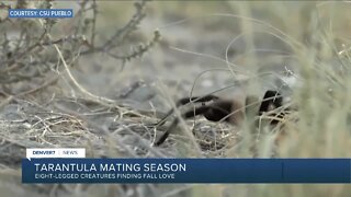 Annual tarantula 'migration' begins in southeastern Colorado