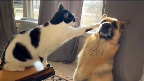 Unconditional Love: Adorable Dog and Cat Videos 2024