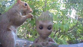 Squirrel enjoying some peanuts