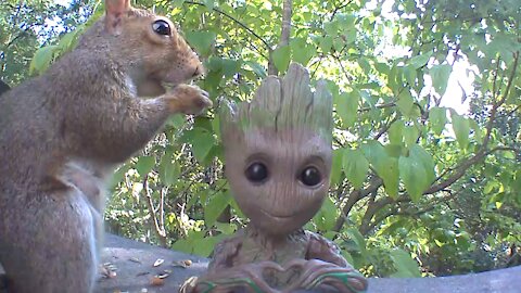 Squirrel enjoying some peanuts