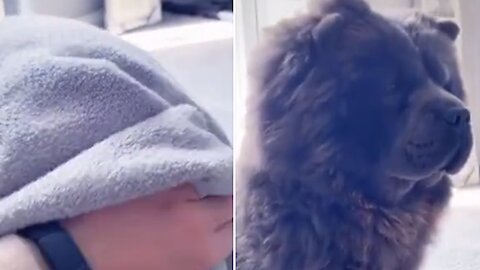 Woman hysterically screams after new chow chow reveal