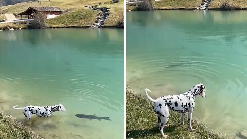 Sweet Dog Gently Kisses Fish In Pond