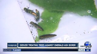 Denver treating trees again Emerald Ash Borer