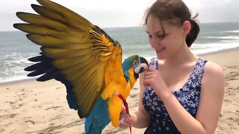 Most Beautiful Macaws on Planet Earth