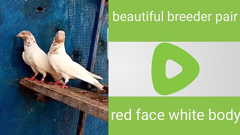 Red nack white Body breeder pair pigeon beautiful