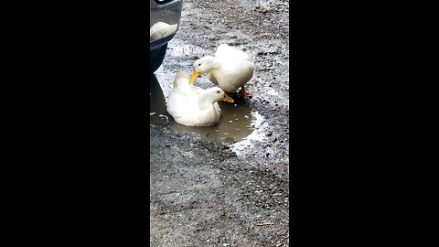 A Mud Bath with Mr. Queso and Mrs. Quackers