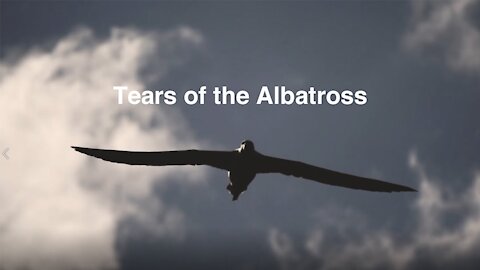 Tears of the Albatross
