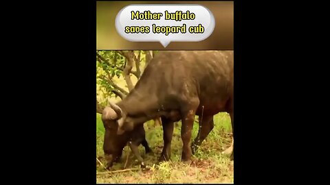 Mother buffalo saves her calf from the leopard #shorts