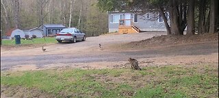 Will my cat attack the mallard ducks?