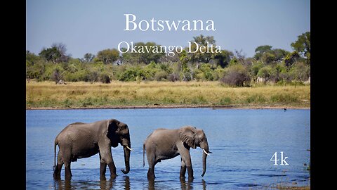 Okavango Delta Wildlife 4K