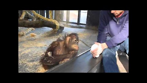 Monkey Sees A Magic Trick