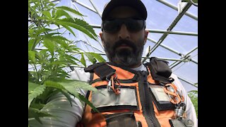 Building a huge tier one cannabis farm