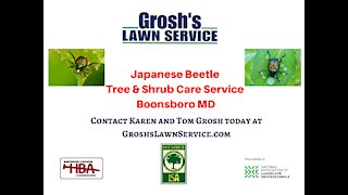 Japanese Beetles Boonsboro MD Grubs Lawn Tree Shrub Care Service