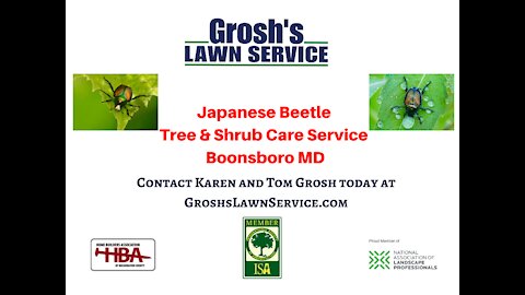 Japanese Beetles Boonsboro MD Grubs Lawn Tree Shrub Care Service